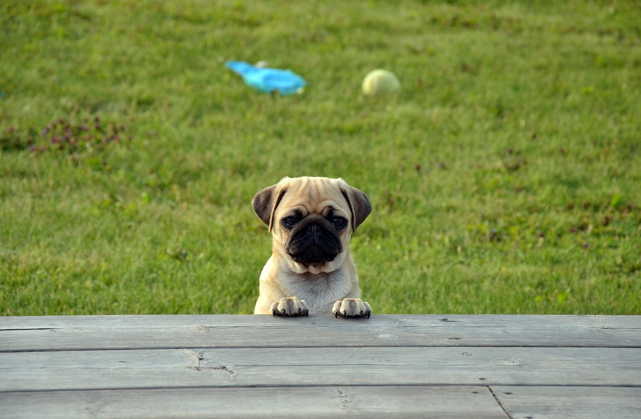 carlino