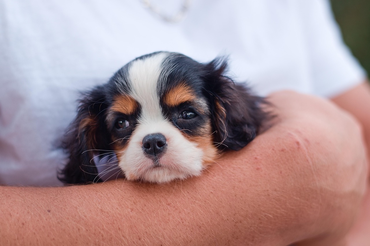 cavalier king 2
