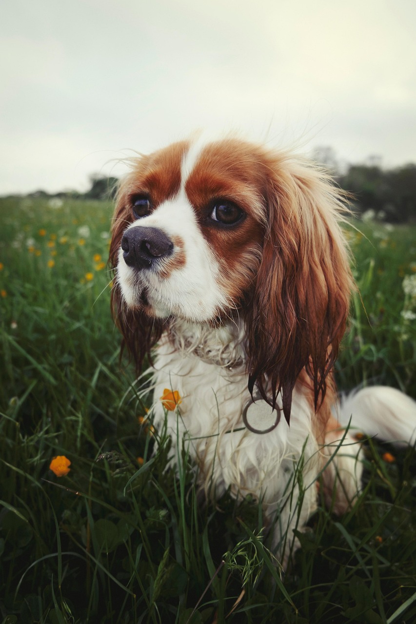 cavalier king 3