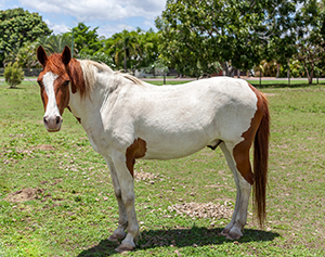 cavallo american paint horse 3