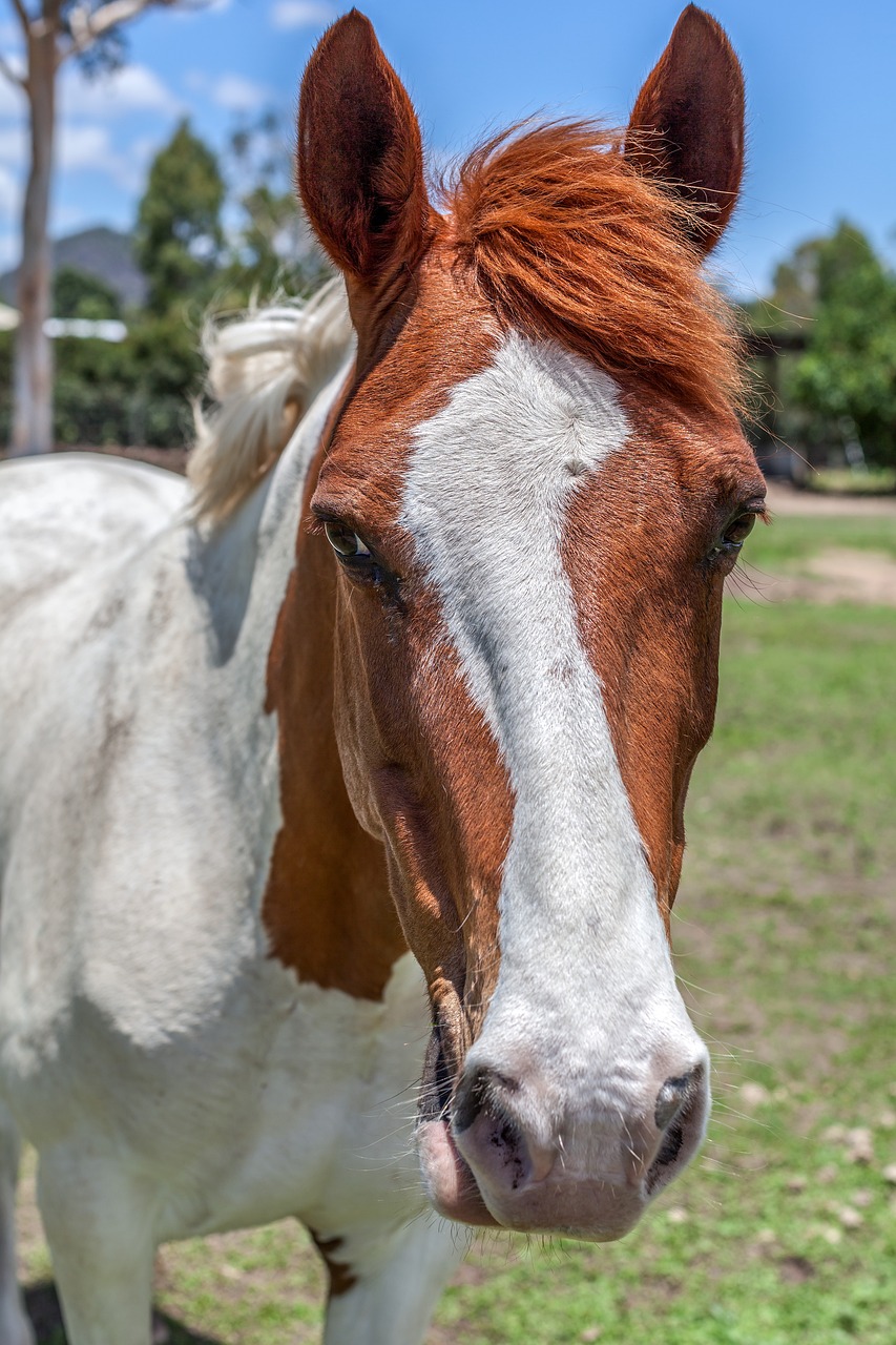 cavallo american paint horse
