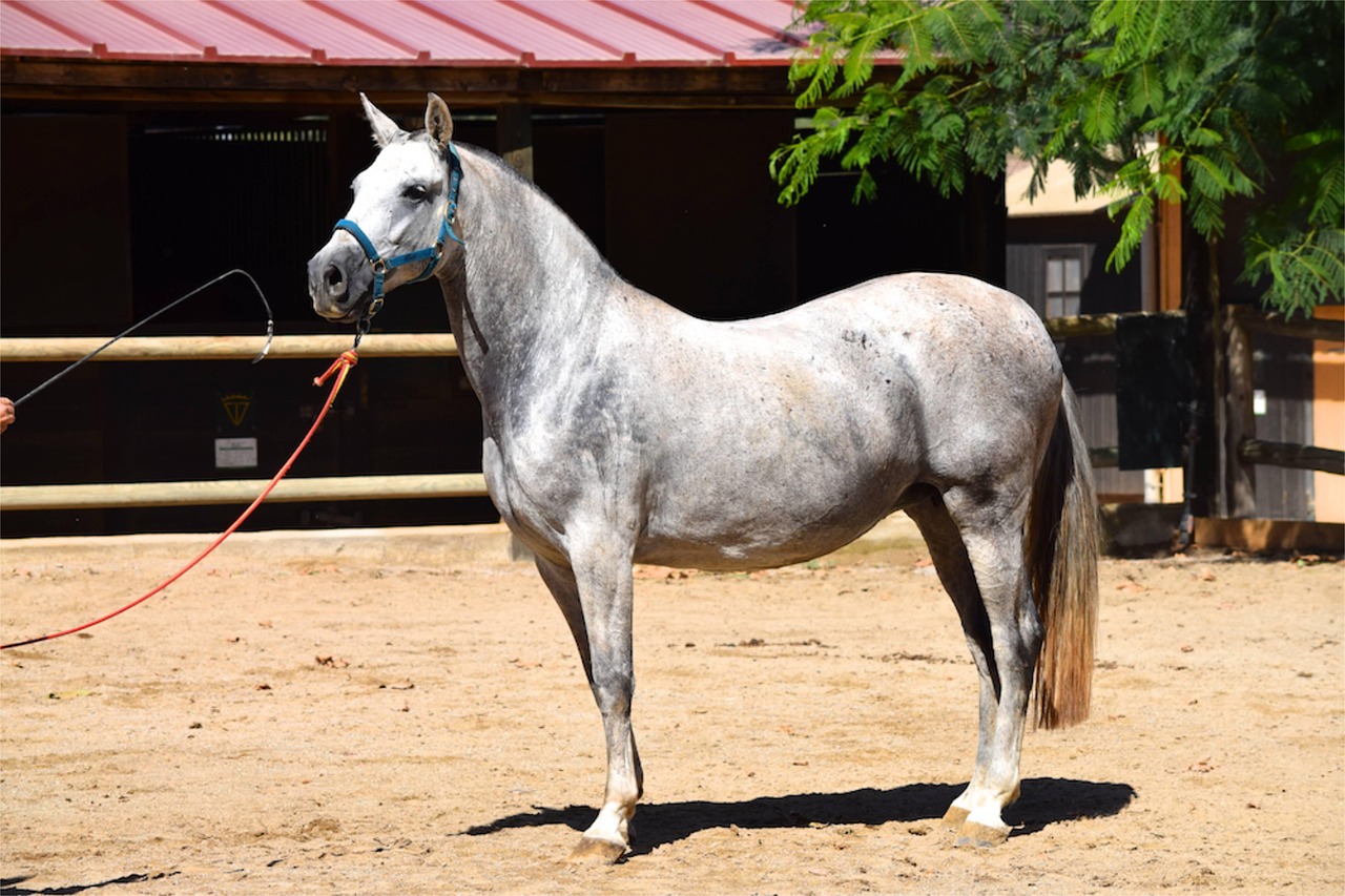 cavallo andaluso