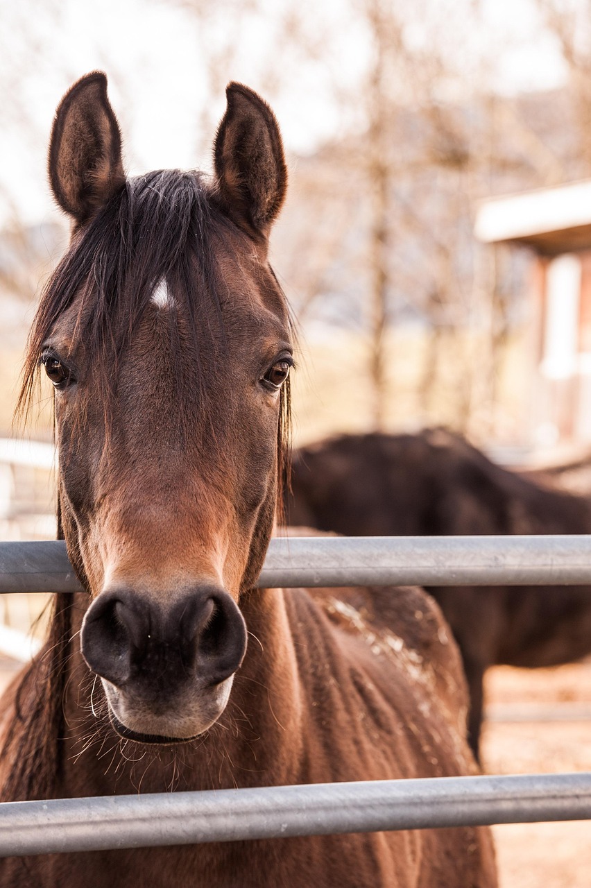 cavallo arabo 3