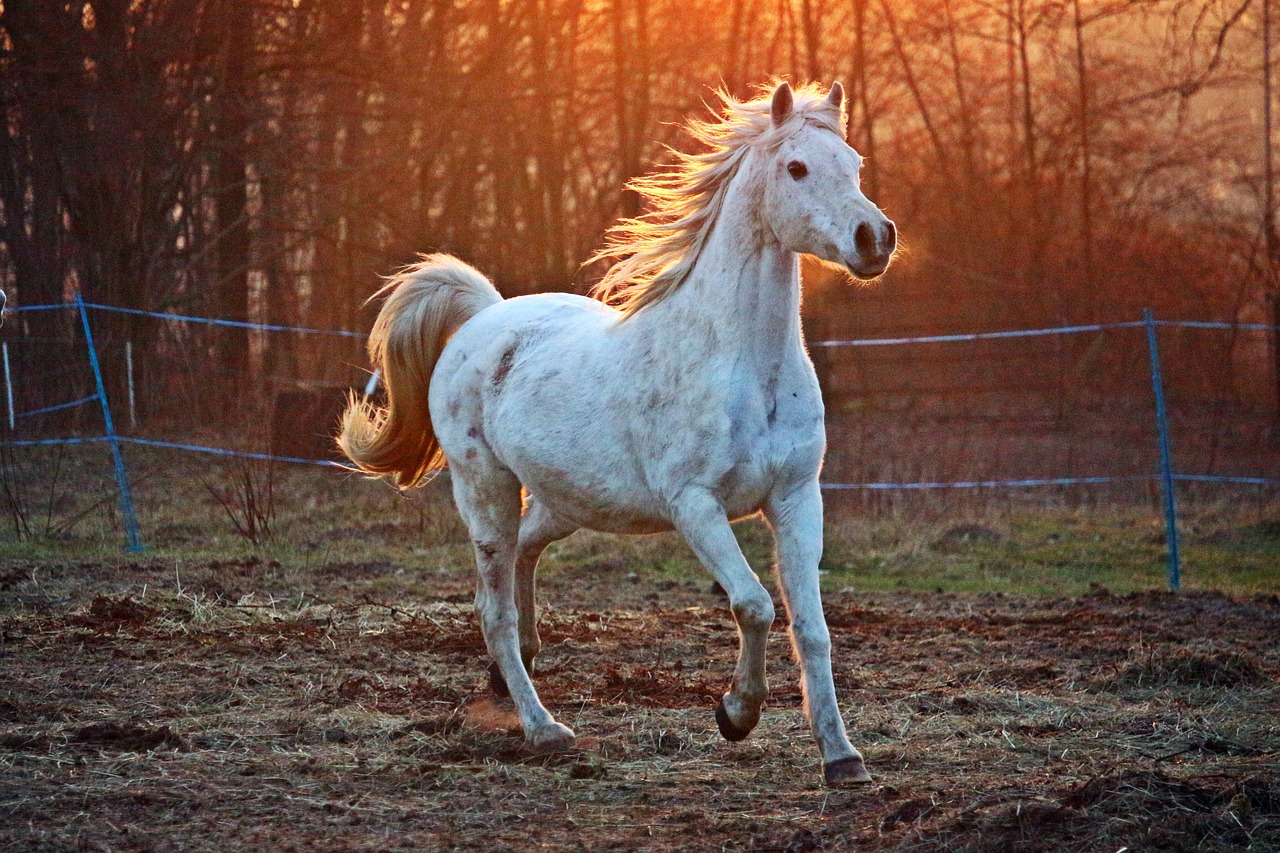 cavallo arabo
