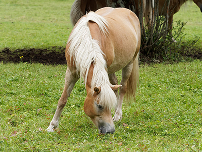 cavallo avelignese 2