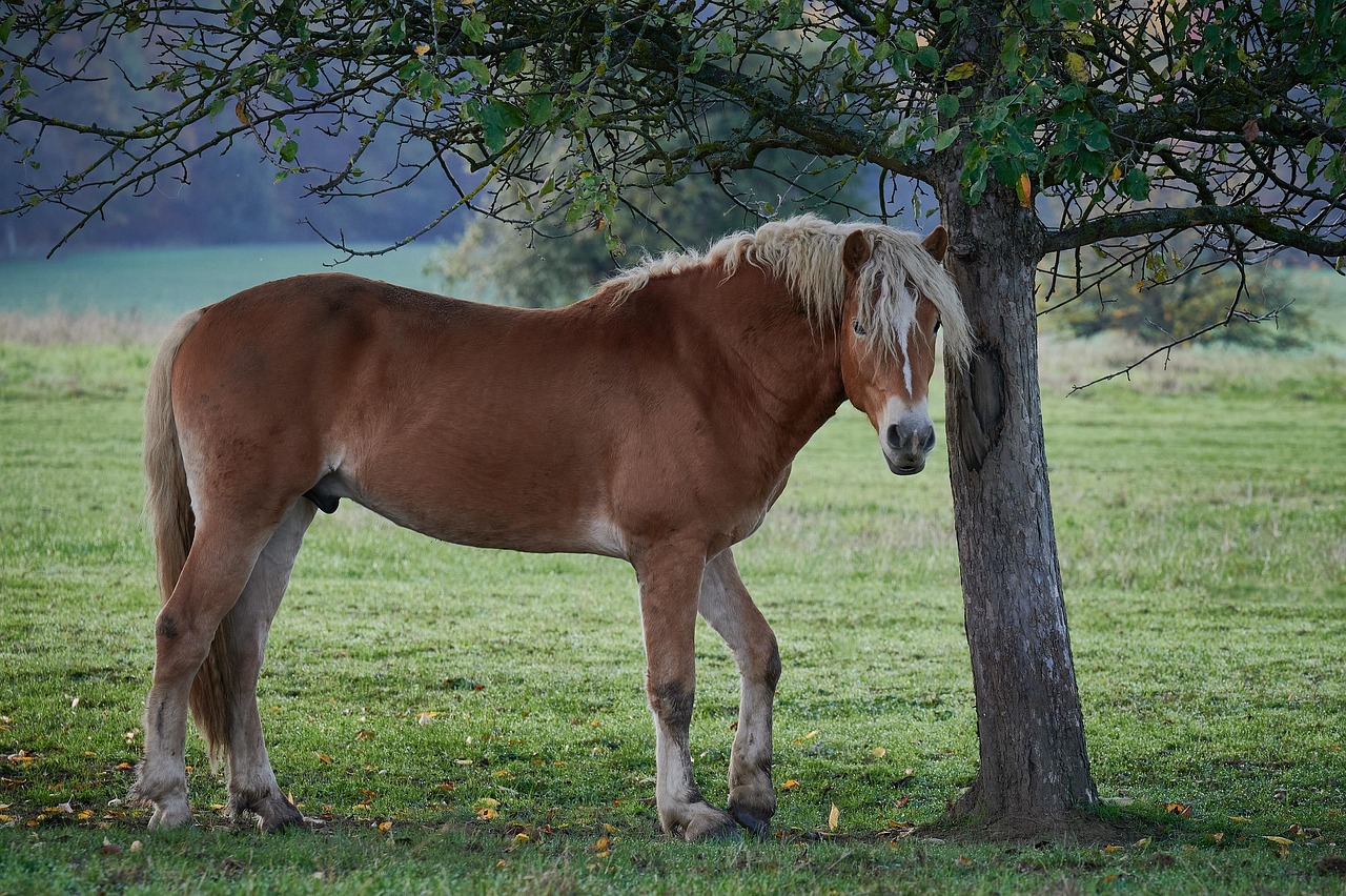 cavallo avelignese 3
