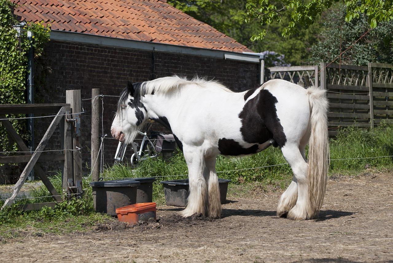 cavallo belga da tiro 3