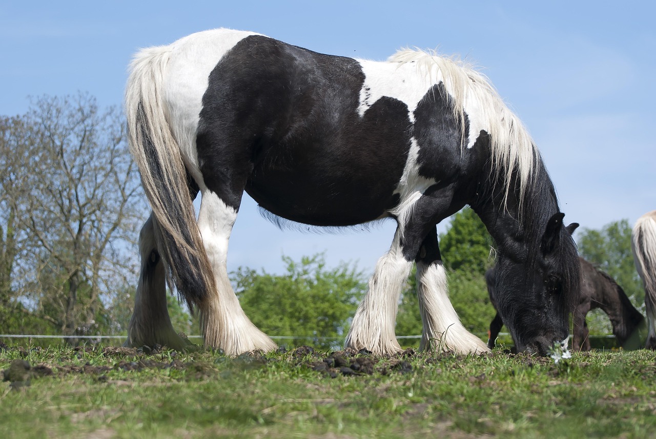 cavallo belga da tiro