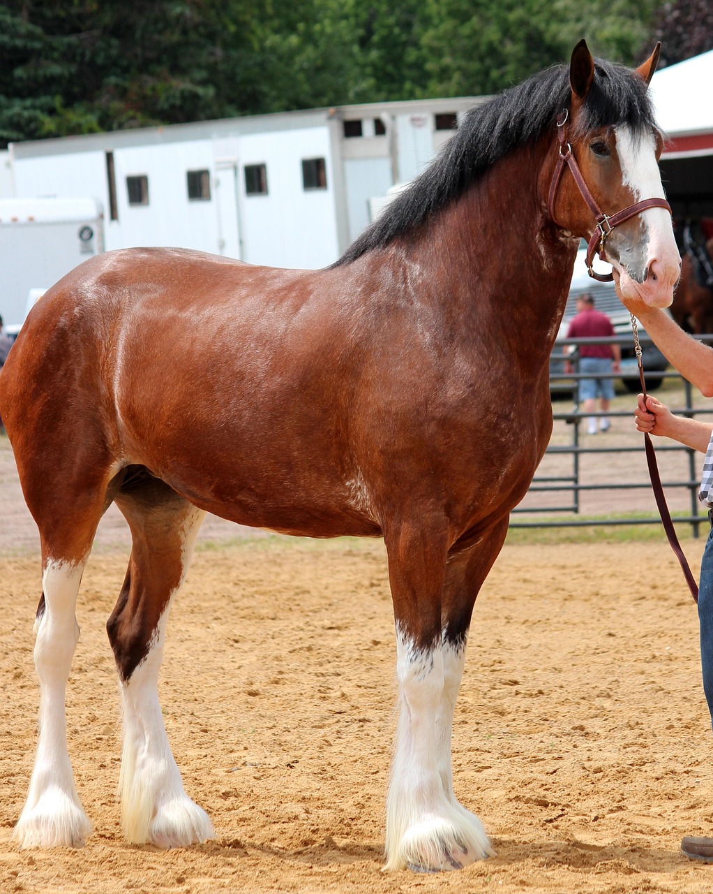 cavallo clydesdale 3