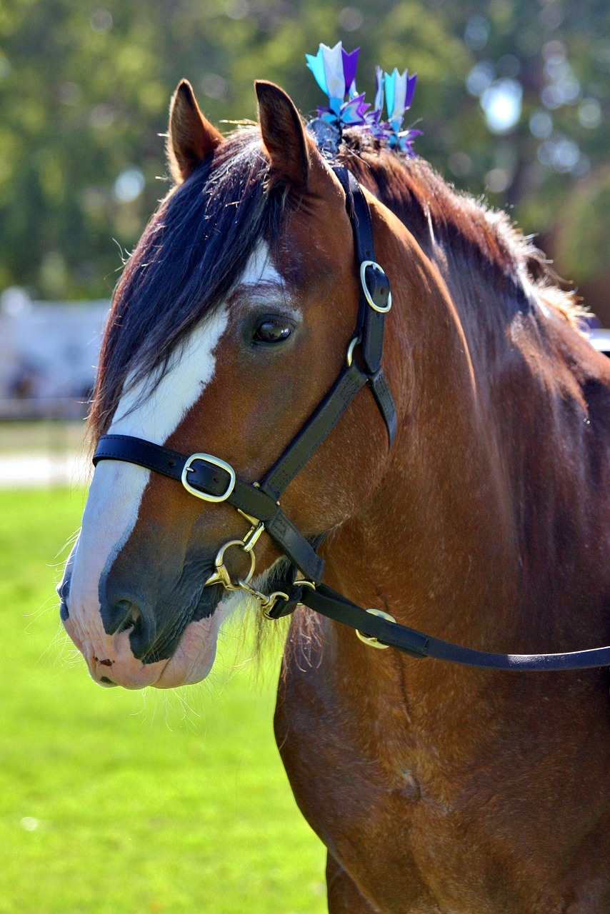 cavallo clydesdale