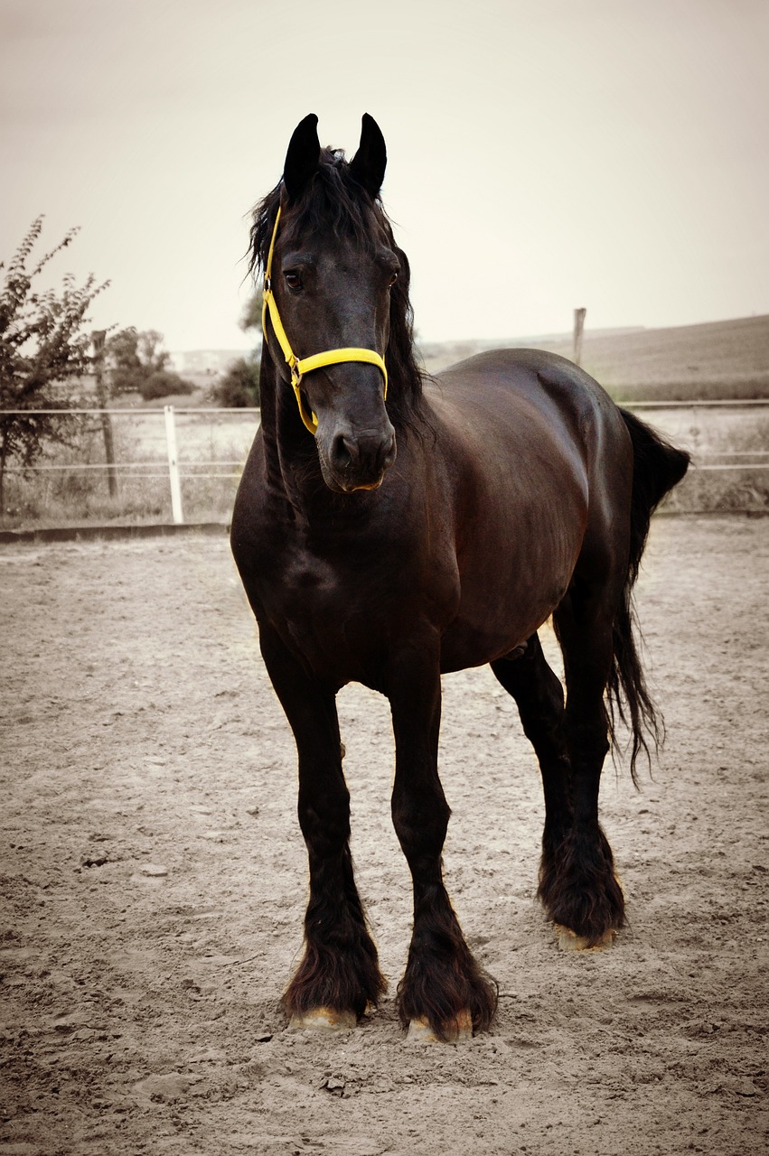 cavallo frisone