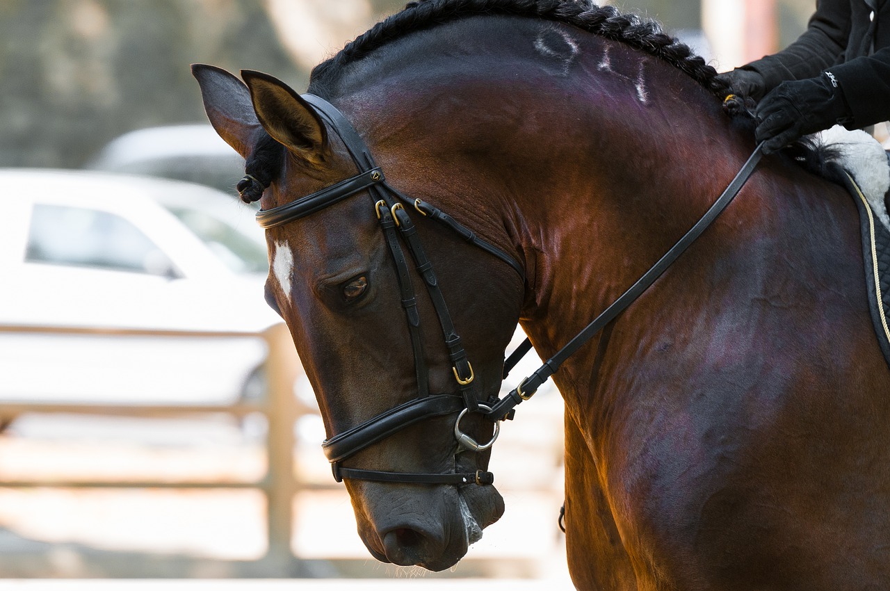 cavallo hannover 2