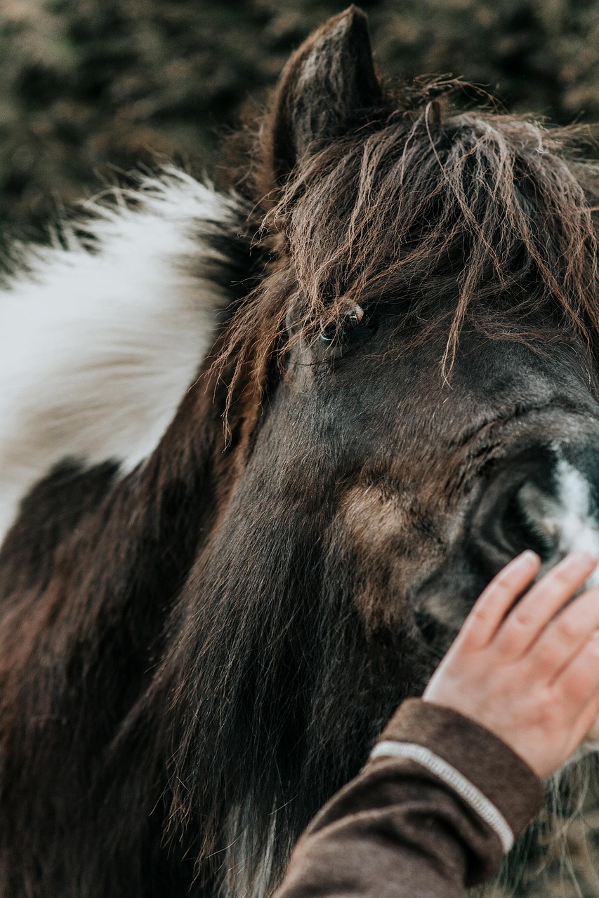 cavallo islandese 2