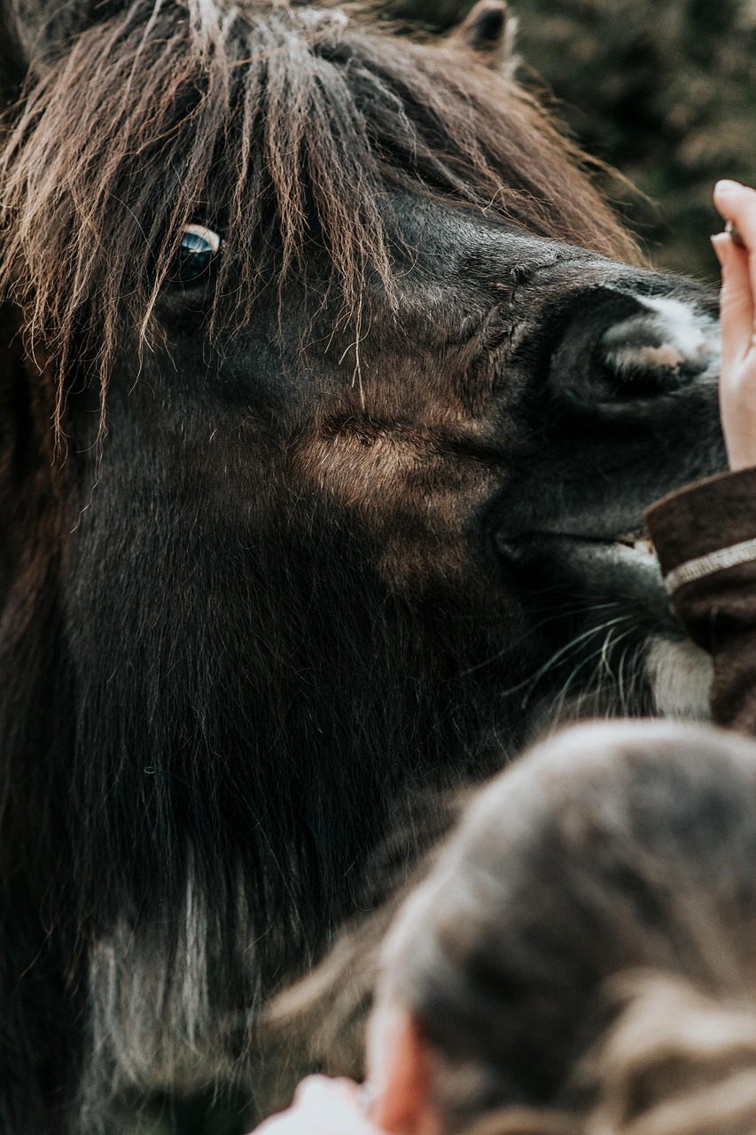 cavallo islandese 3