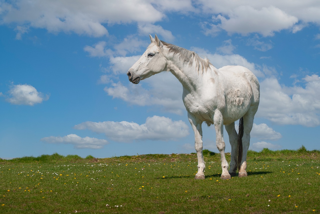 cavallo lipizzano