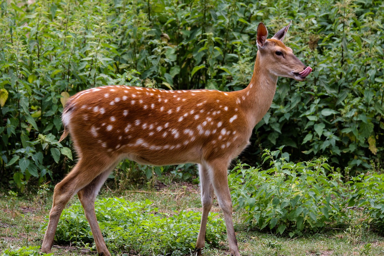 cerbiatto