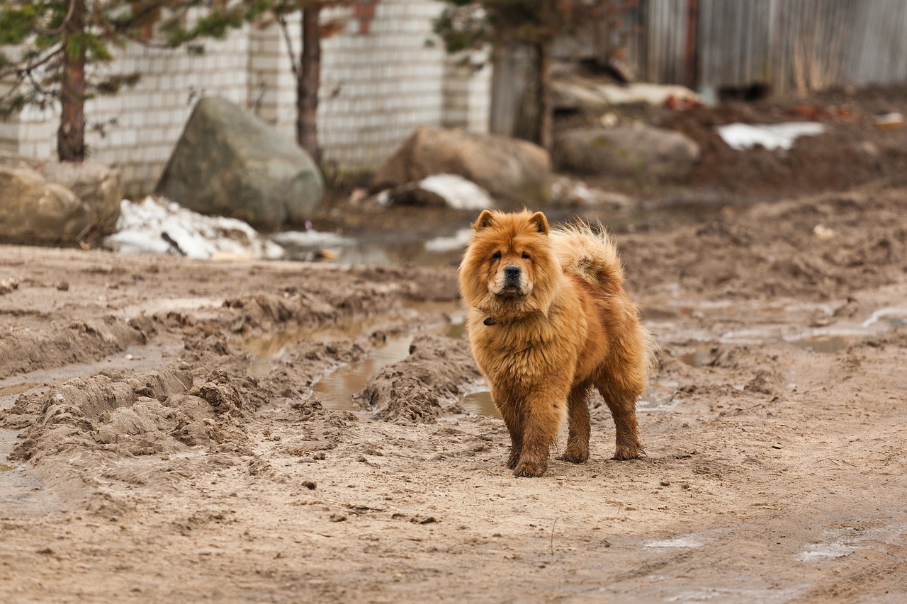 chow chow 2