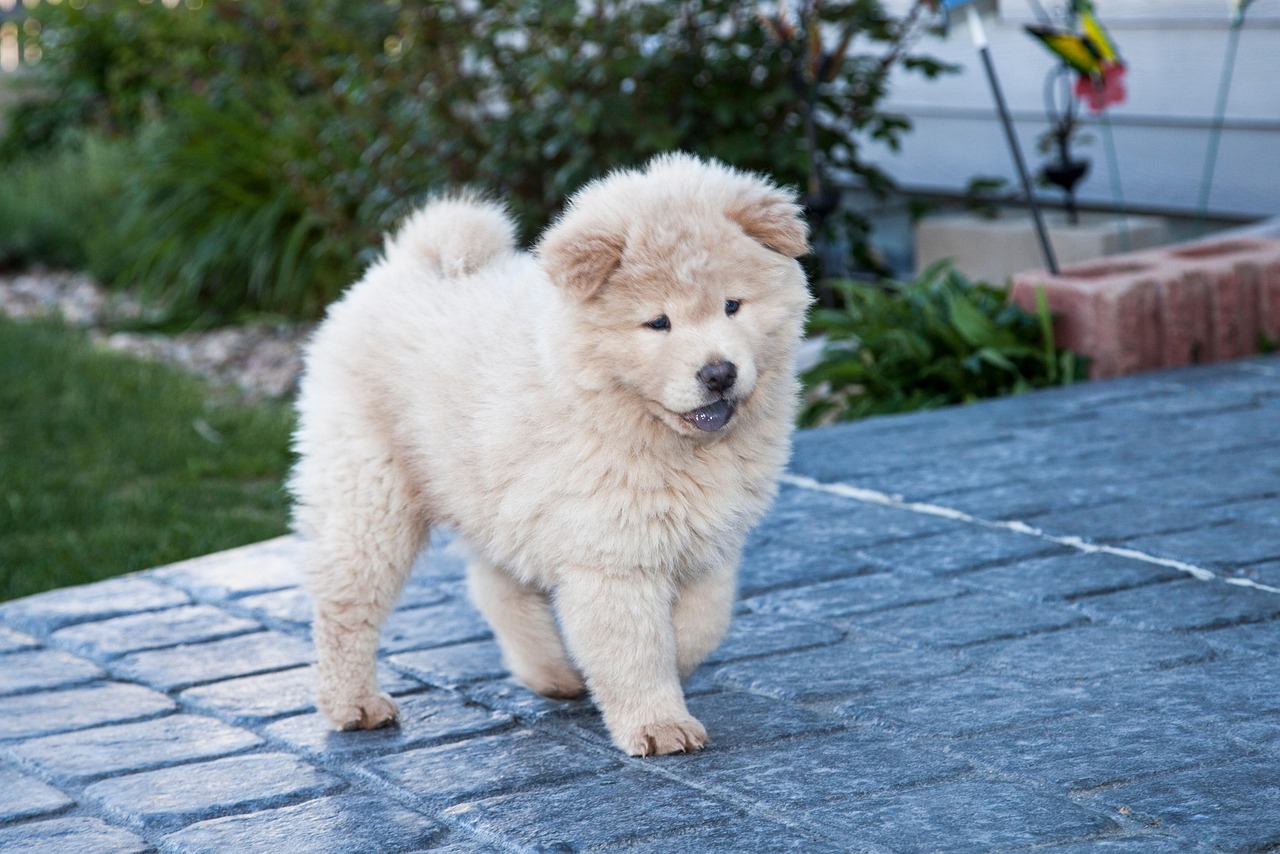 chow chow 3