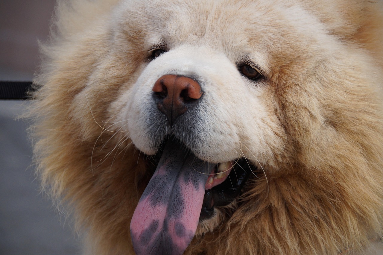 chow chow 4