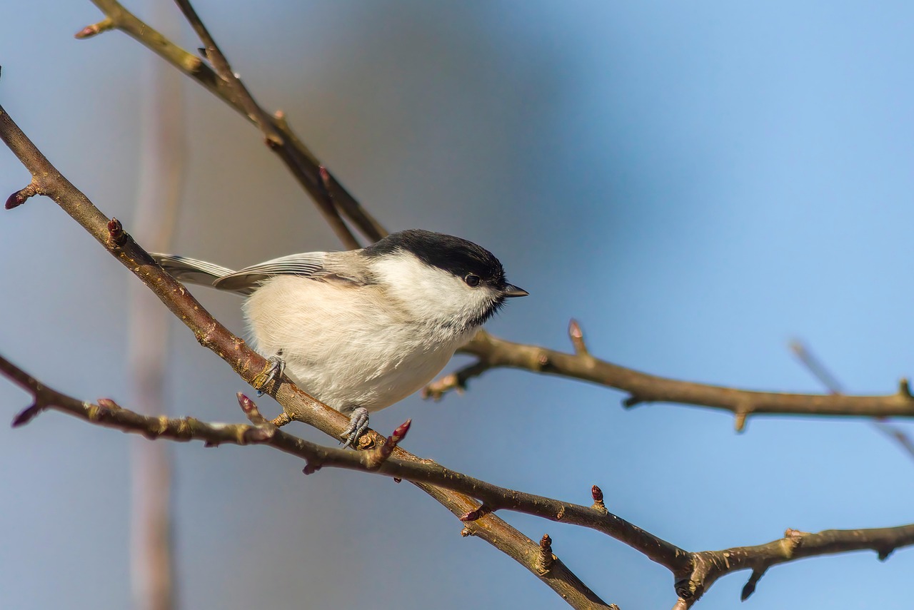 cincia siberiana 2