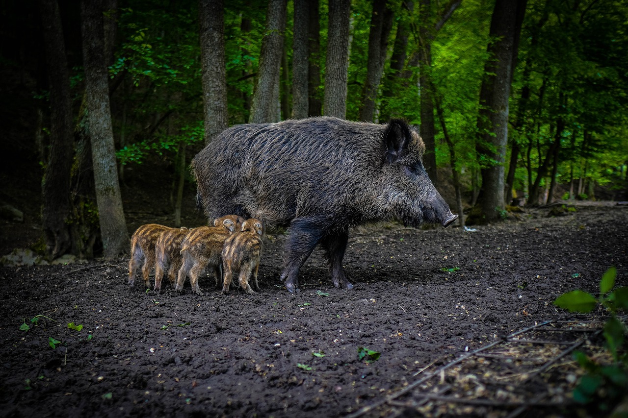 cinghiale 3