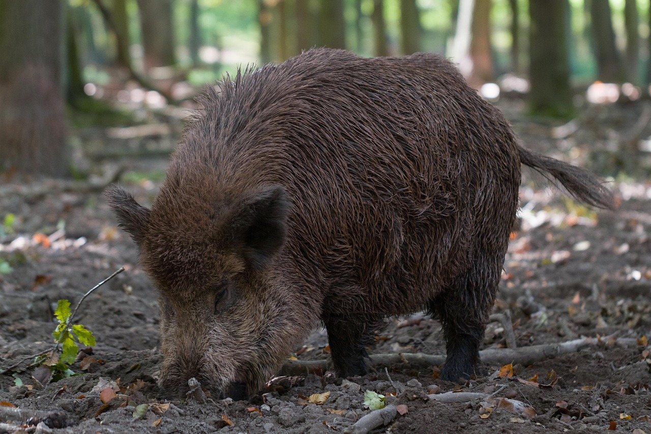 cinghiale gigante 2