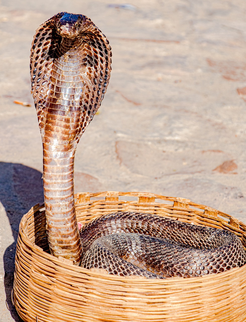 cobra 2
