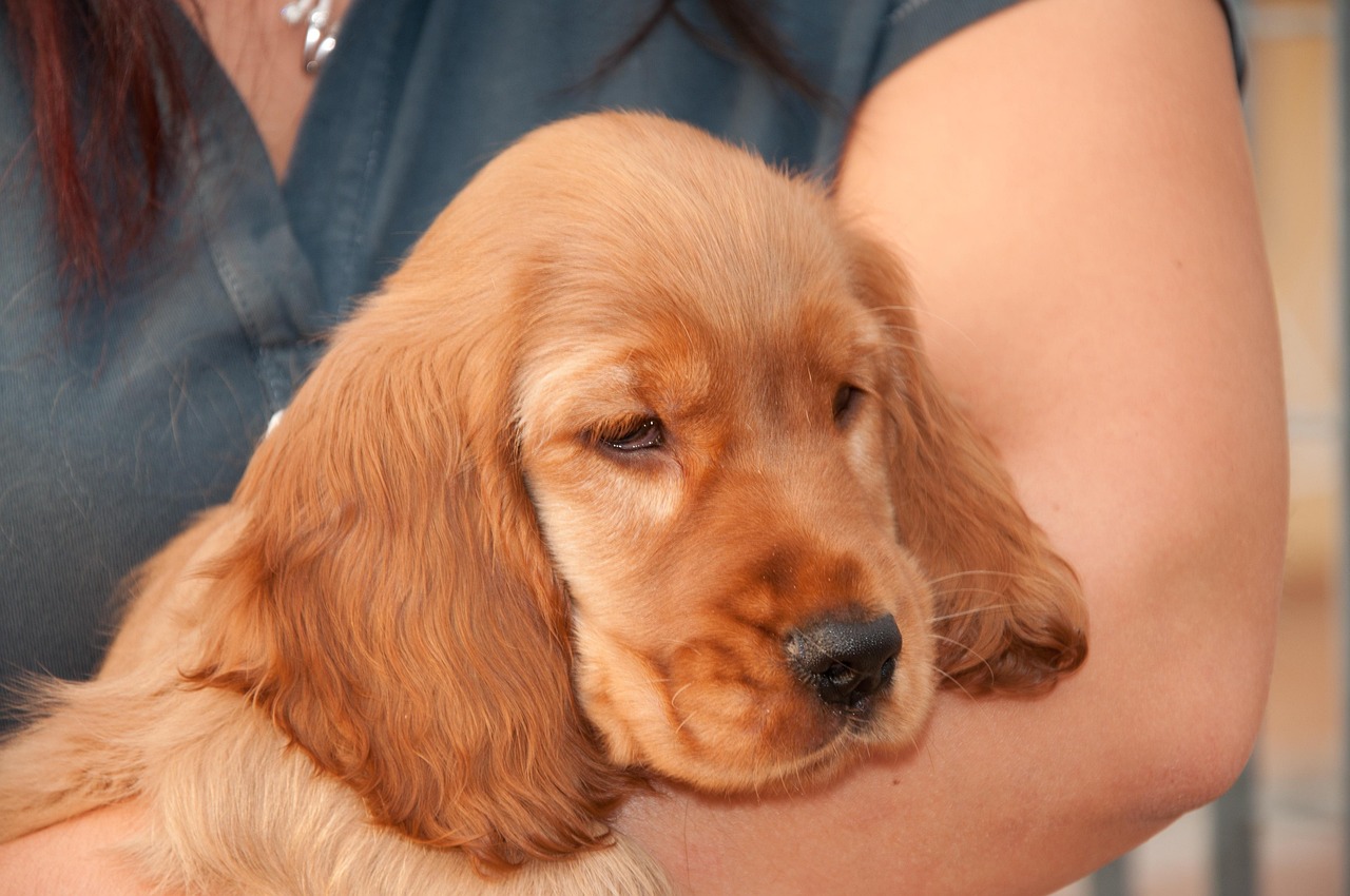 cocker spaniel inglese 3