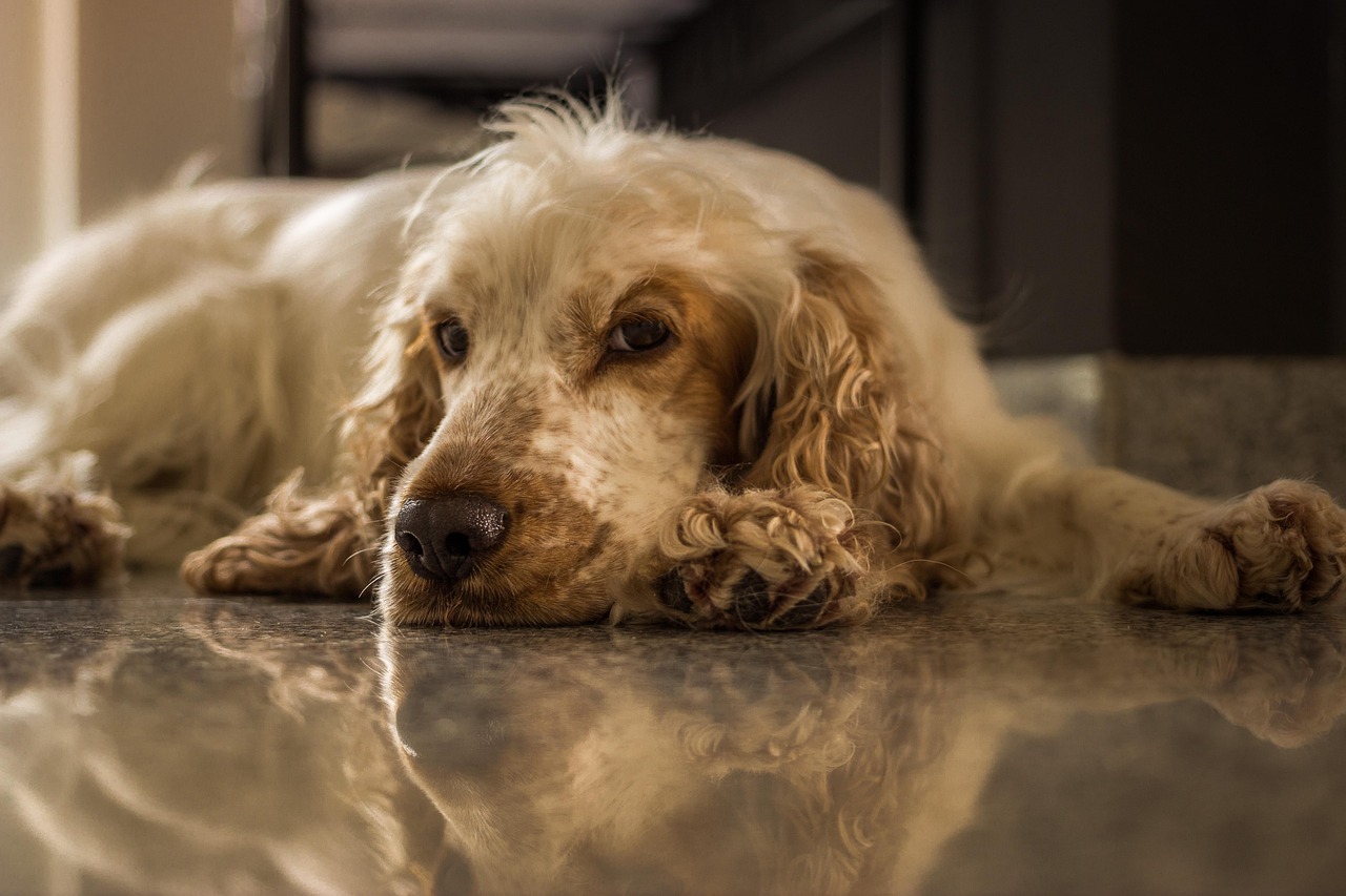 cocker spaniel inglese