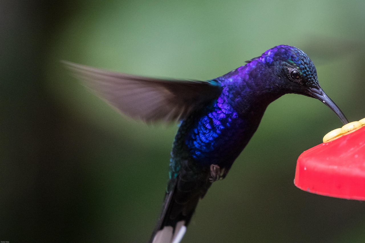 colibrì