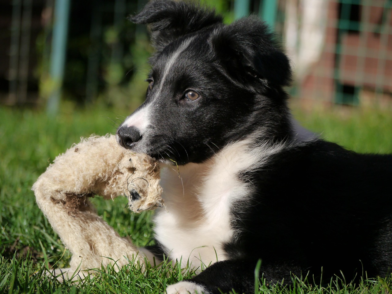 collie 2