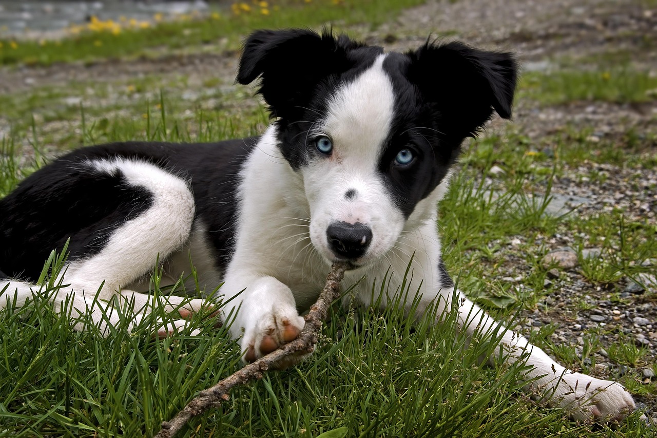 collie 3