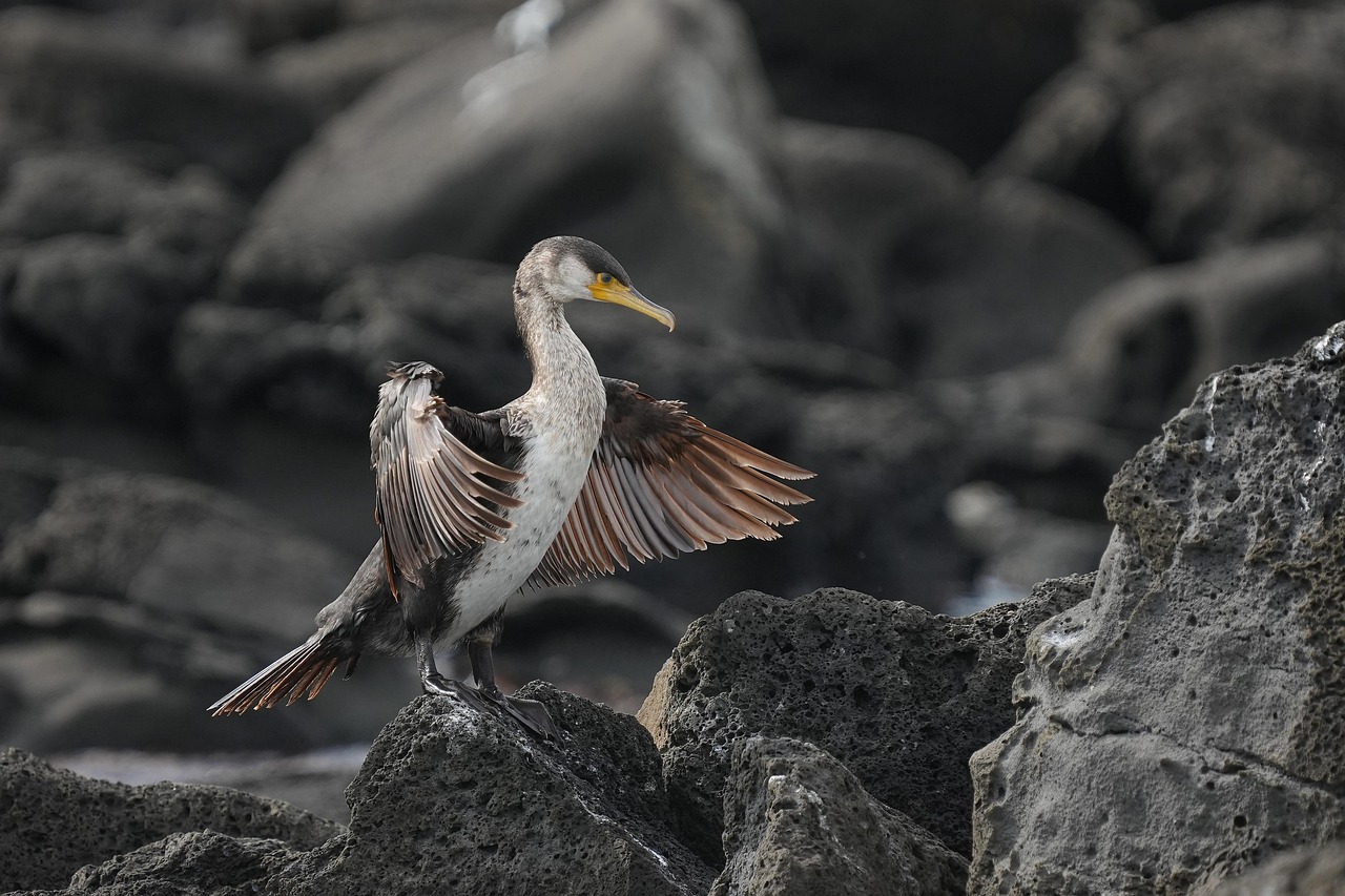 cormorano