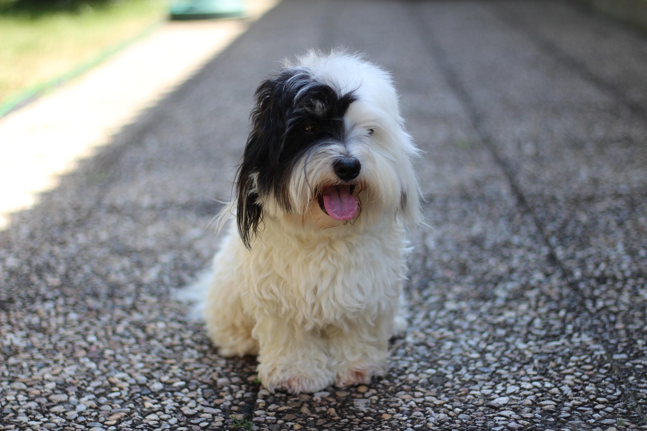 coton de tulear 2