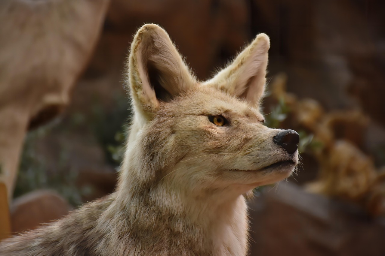 coyote 2