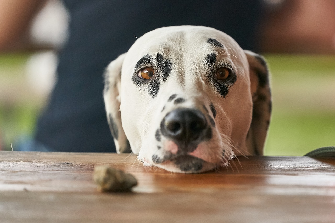 dalmata 2