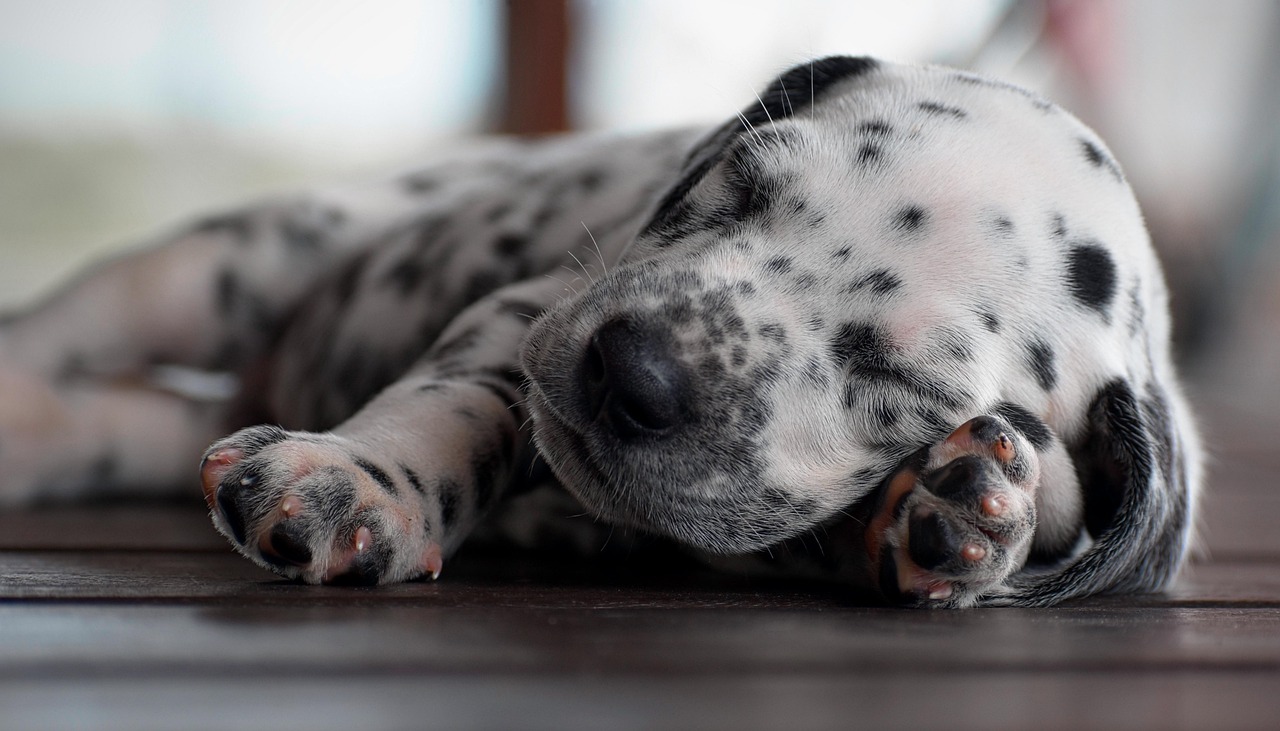 dalmata 3