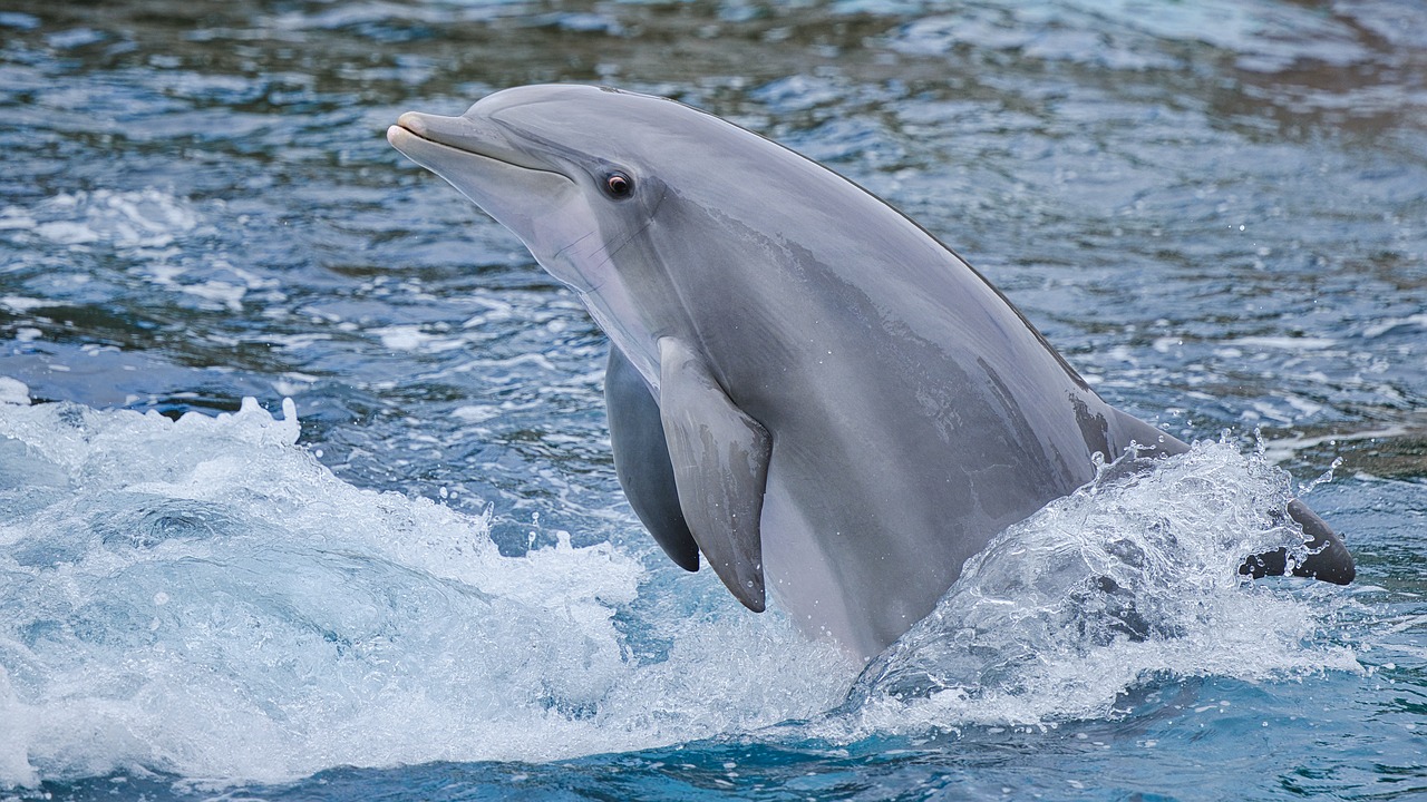 delfino 2