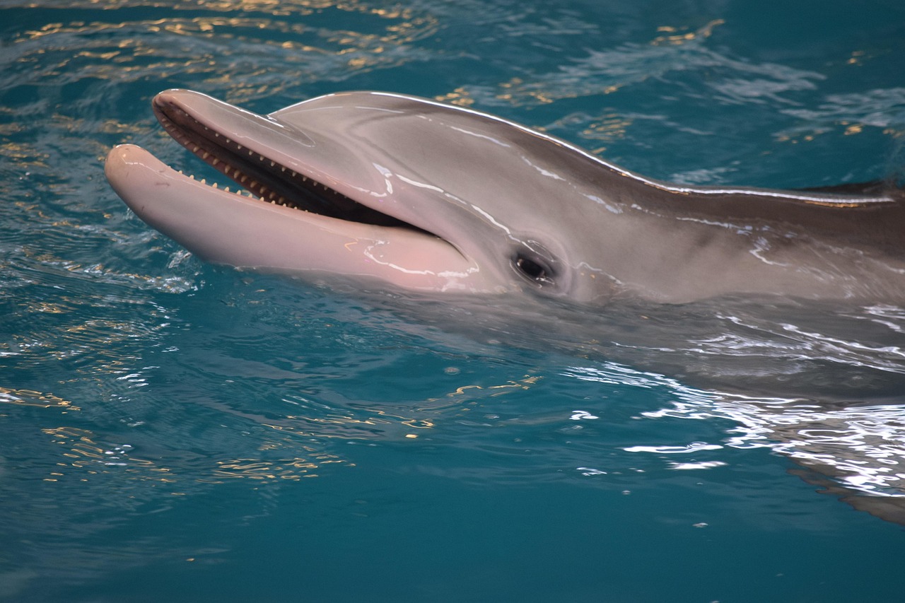 delfino