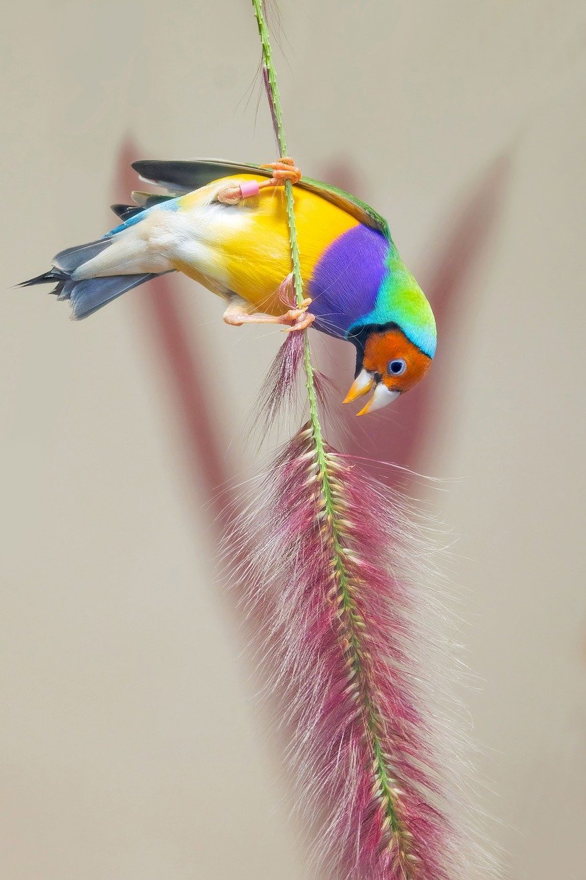 diamante di gould 2