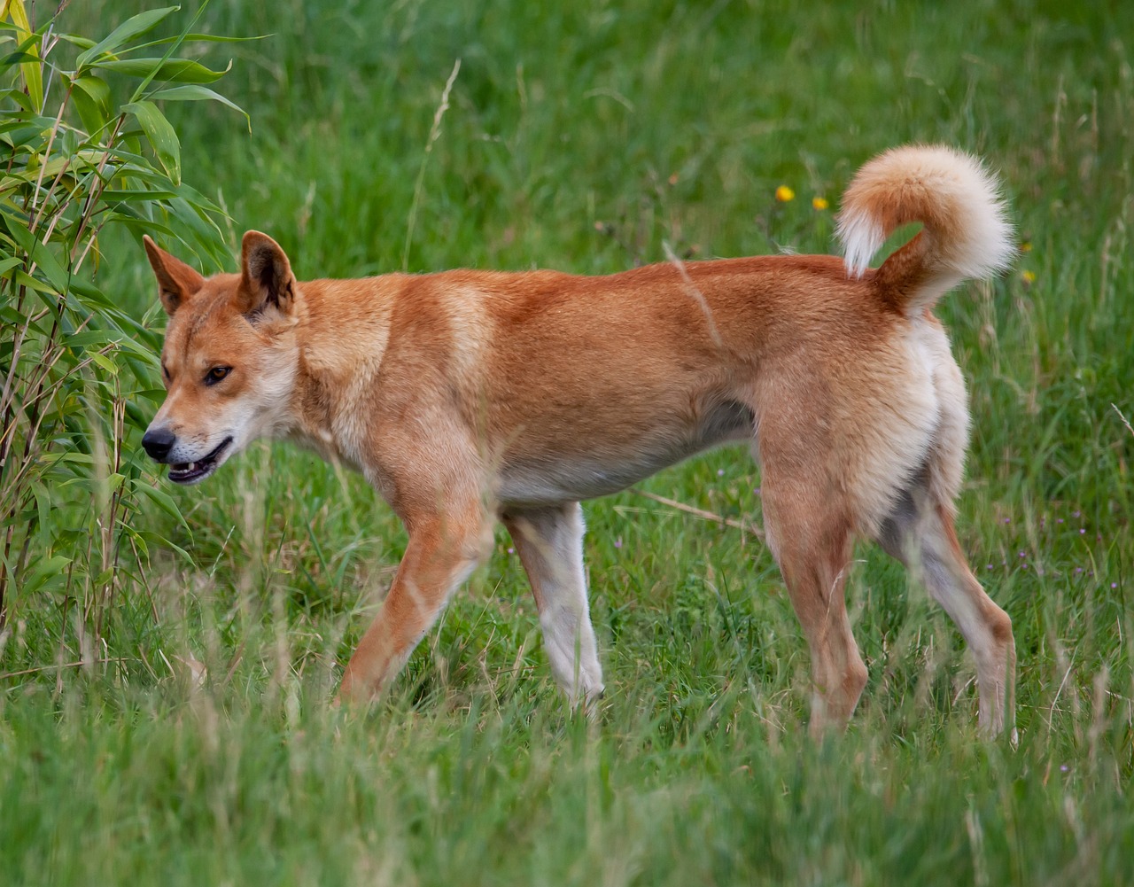 dingo 2