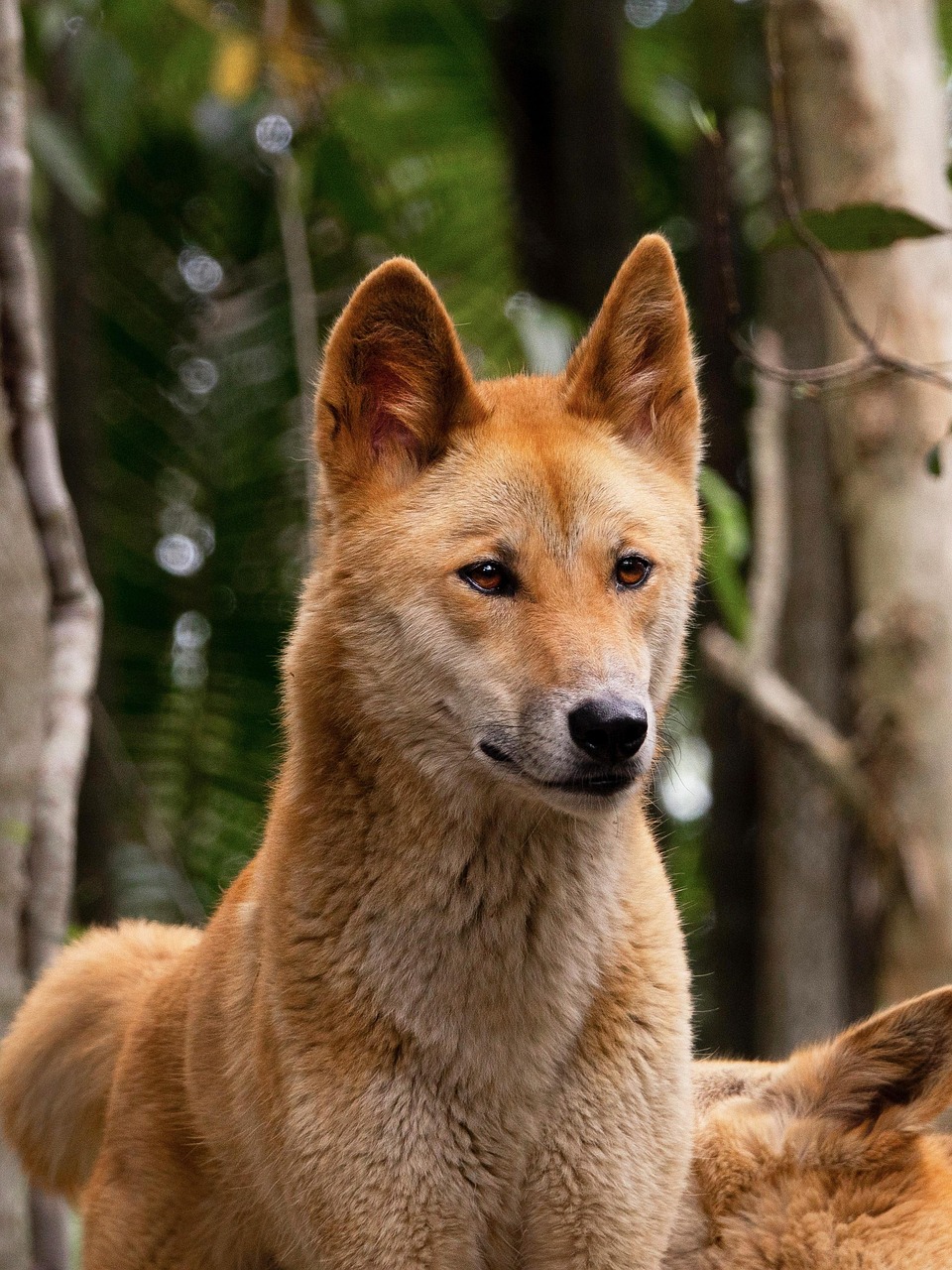 dingo