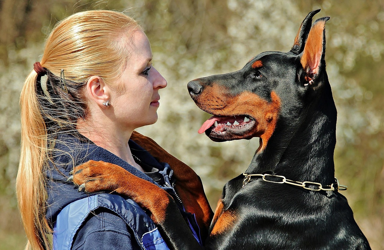 dobermann 2