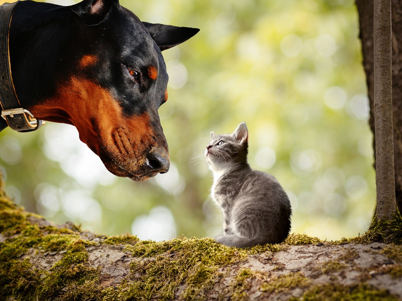 dobermann 3