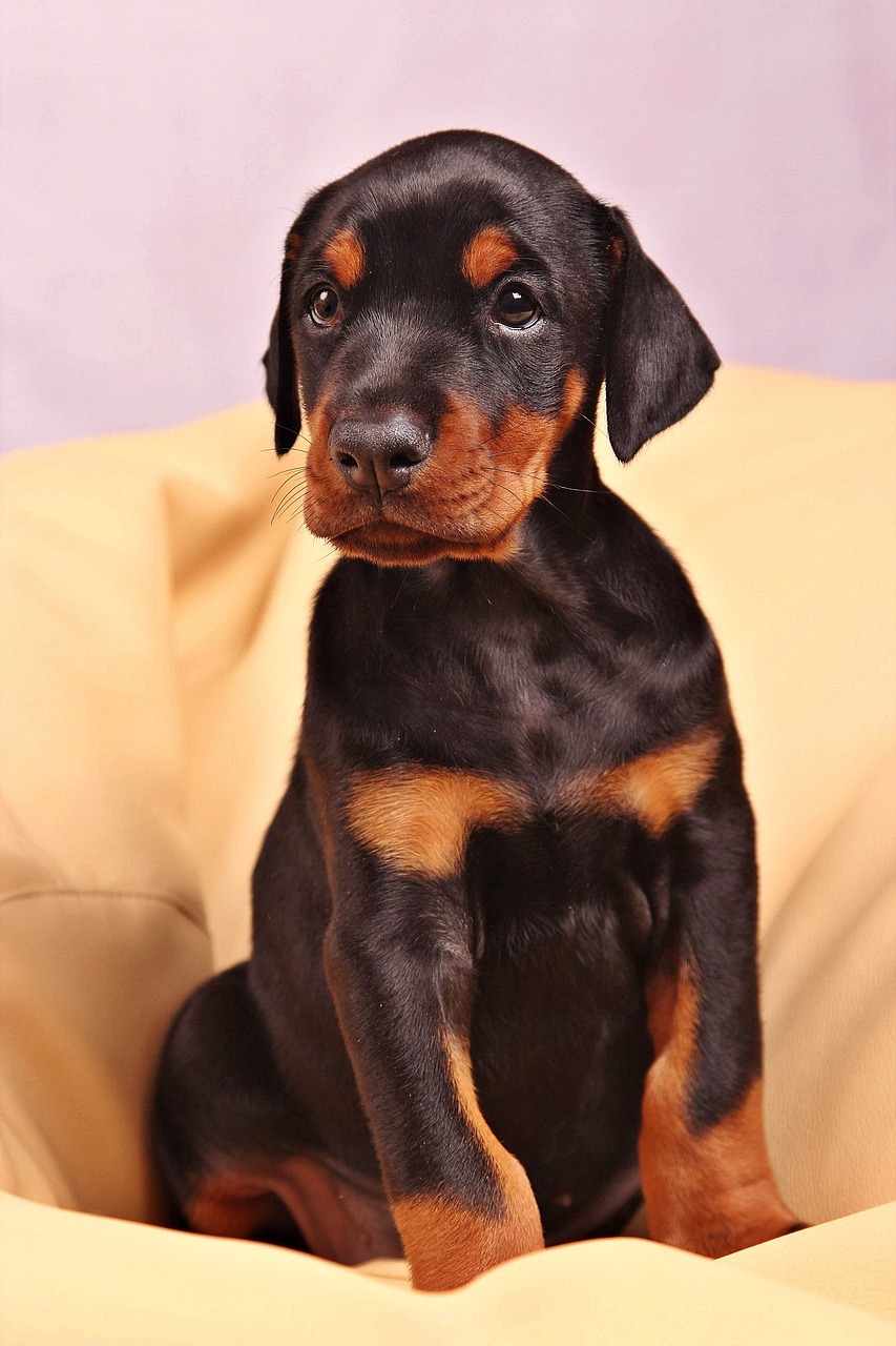 dobermann 4