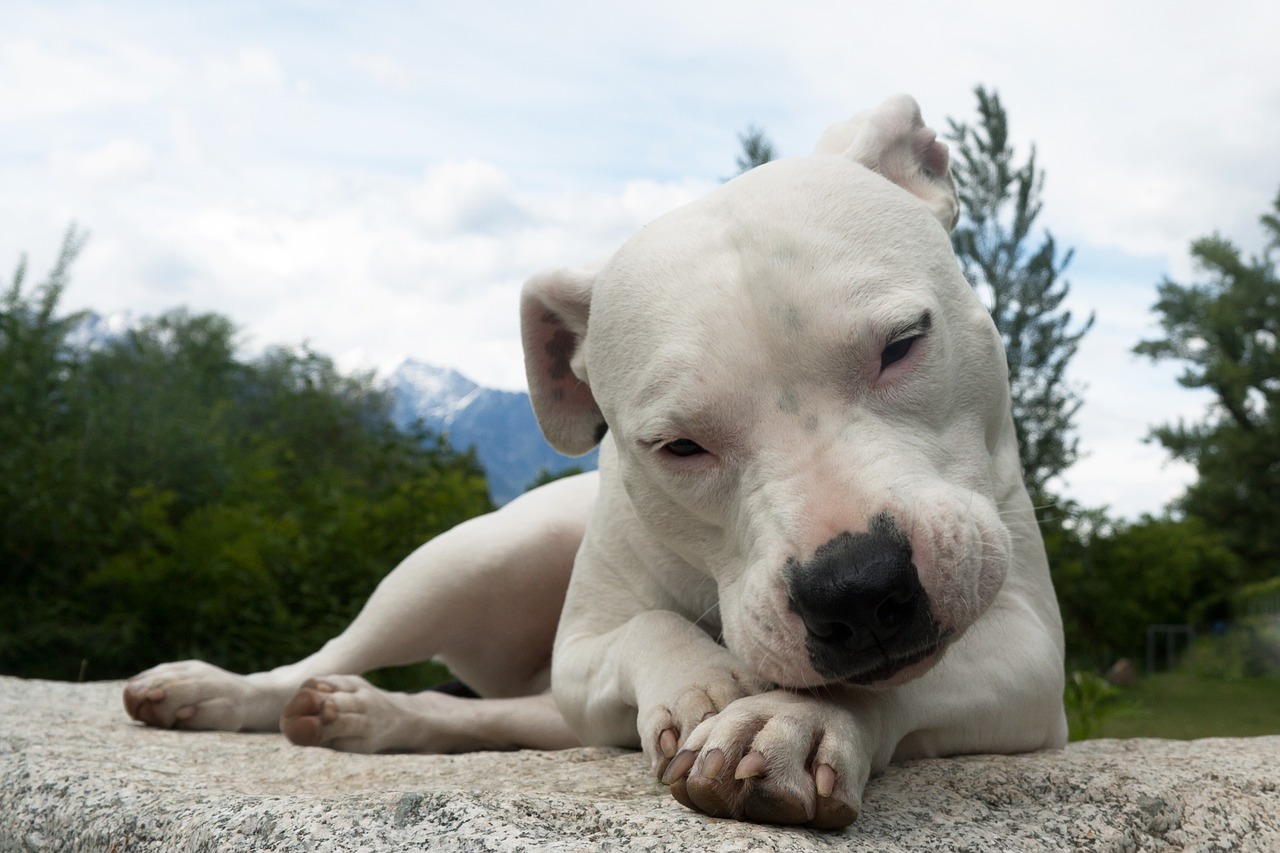 dogo argentino 2