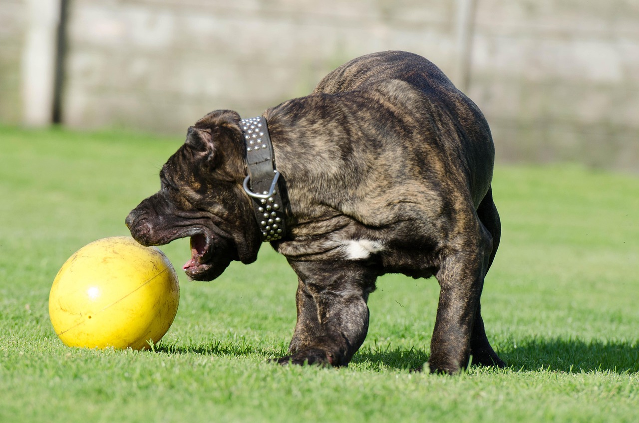 dogo canario 2