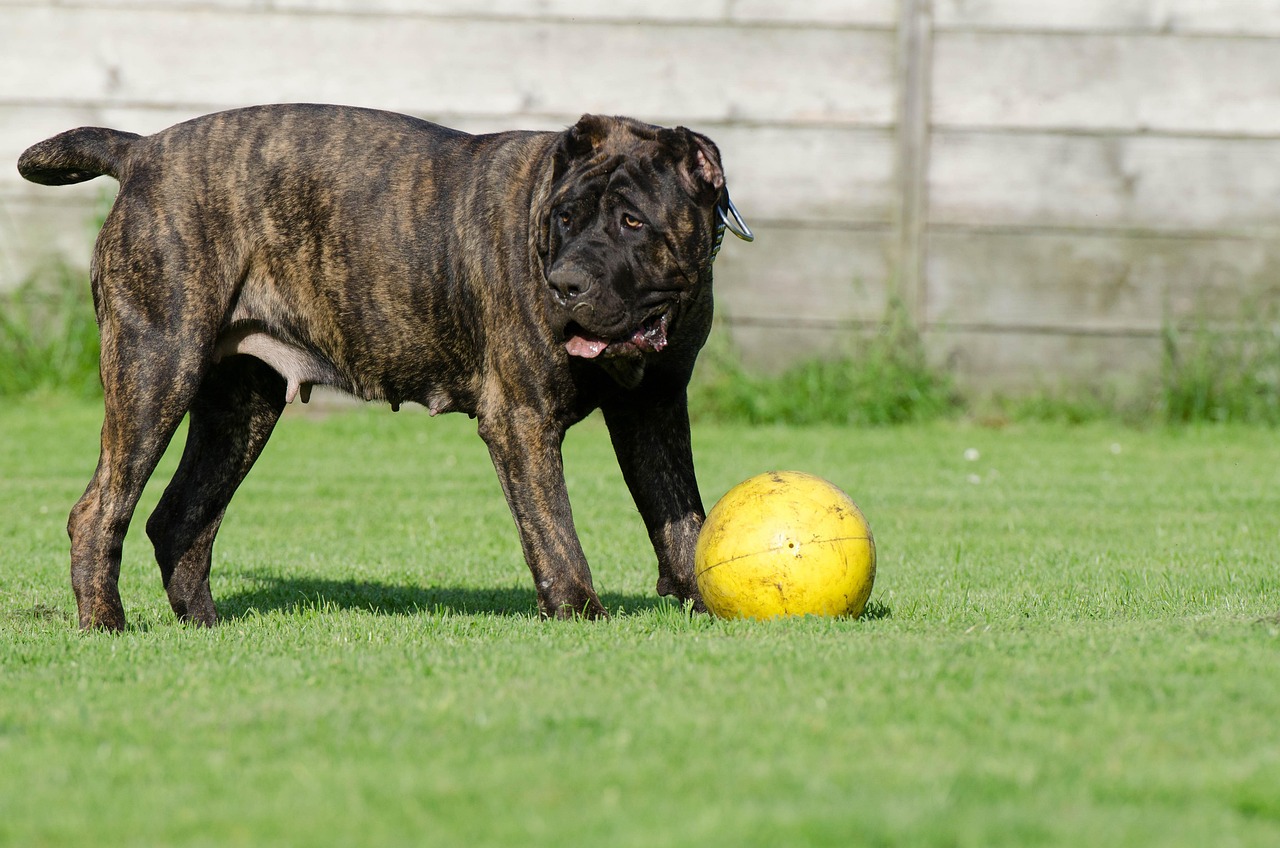 dogo canario