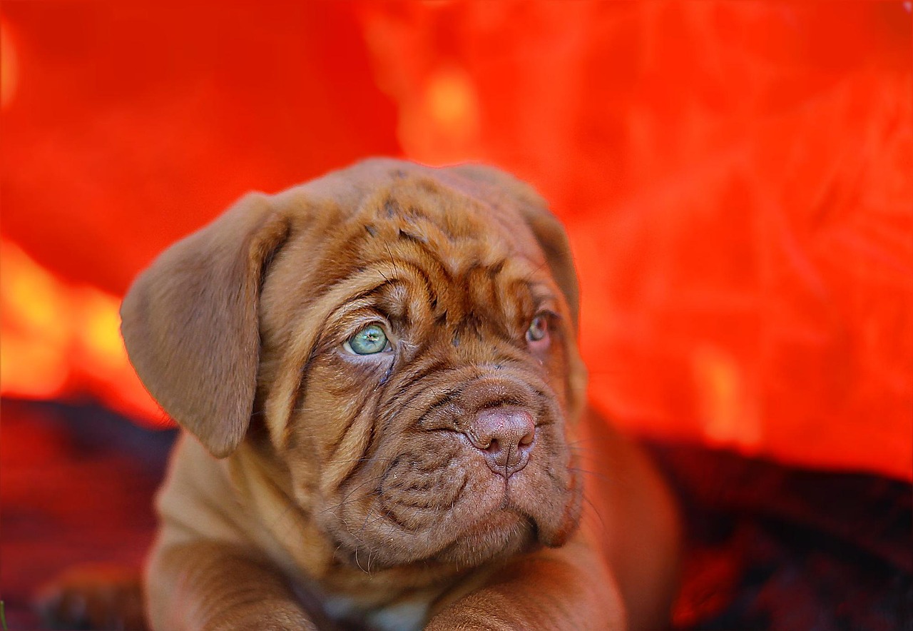 dogue de bordeaux 2