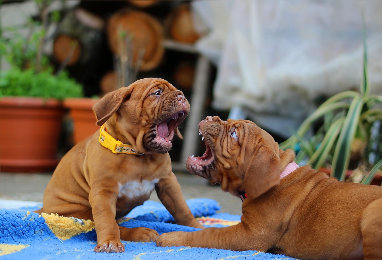 dogue de bordeaux 3